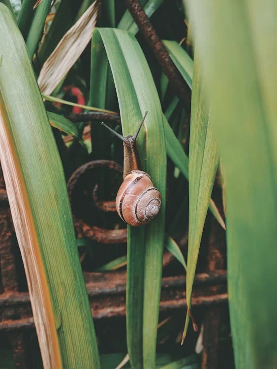 Slugs & Snails Pest Control