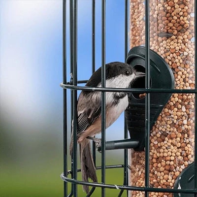 Bird eating from bird seed feeder, with seeds in it, and a cage to protect from squirrels