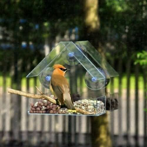 Perspex window bird feeder