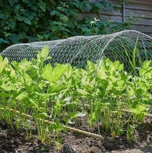 25mm Galvanised Wired Mesh Garden Fencing Plant Climbing Support