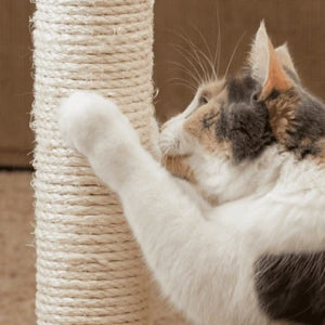 Durable Cat Scratching Post and Board with Hanging Ball