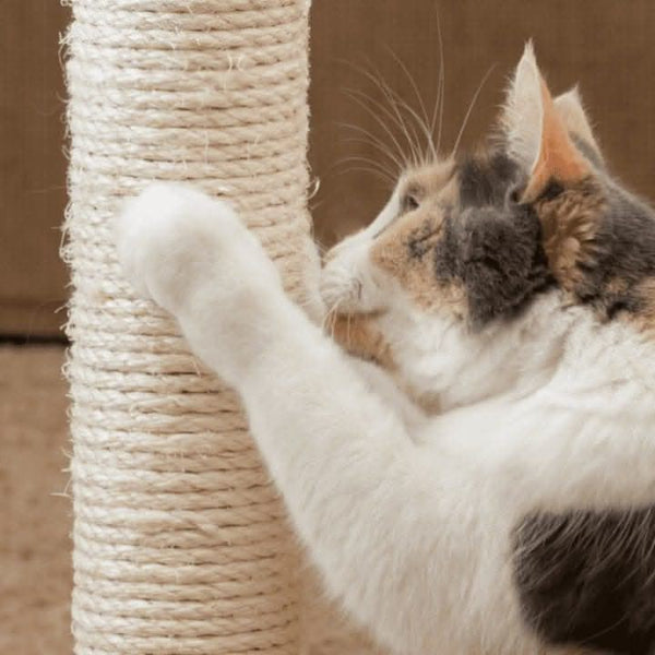 Durable Cat Scratching Post and Board with Hanging Ball