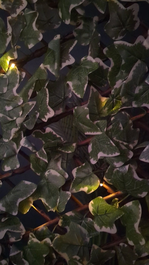 wooden trellis with green ivy leaves and warm glowing solar bulbs