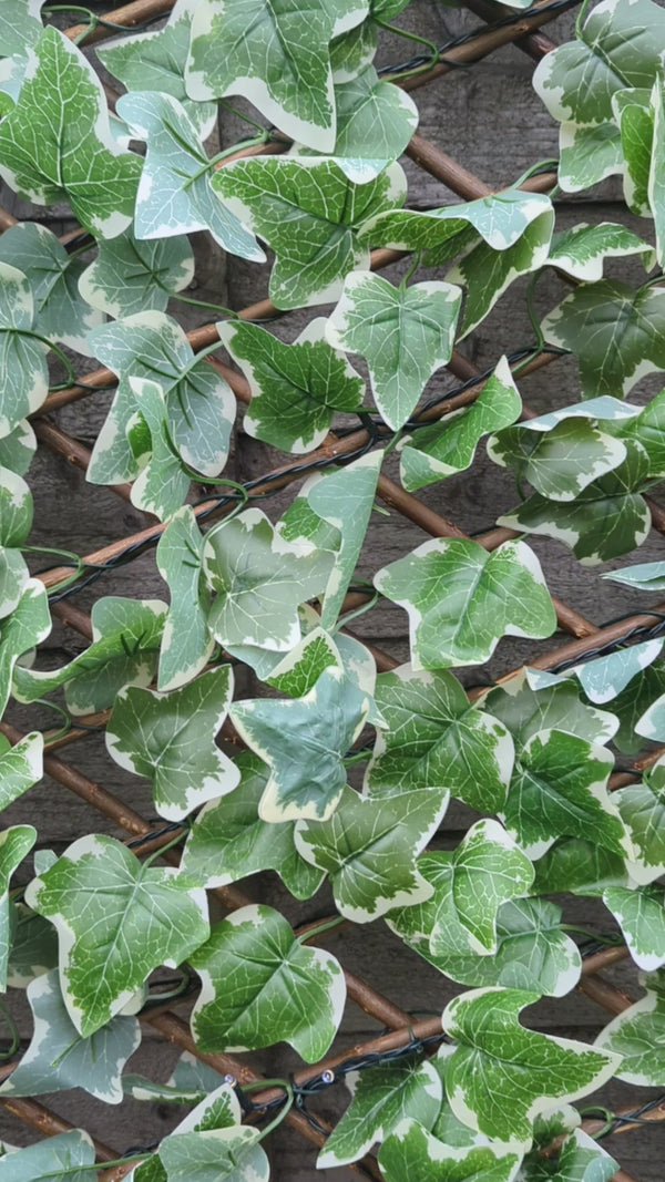 Brown wooden trellis with green ivy leaves and solar light bulbs