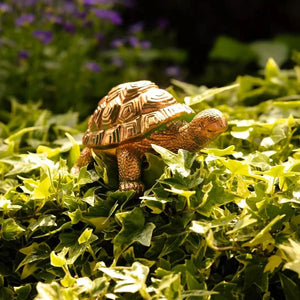 Tortoise Family Garden Ornament 3pc